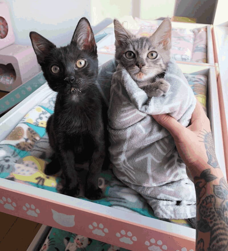 Два брата у Ханны. Источник фото: https://zoobusiness.kiev.ua/news-animals/7270-kajdyi-raz-posle-edy-etogo-osobennogo-ko.html