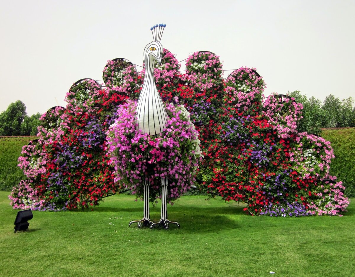 Высокое дерево с цветами. Дубай парк Гарден Павлины. Miracle Garden Дубай. Дубай Флауэрс Гарден. Сад Дубаи петуний.