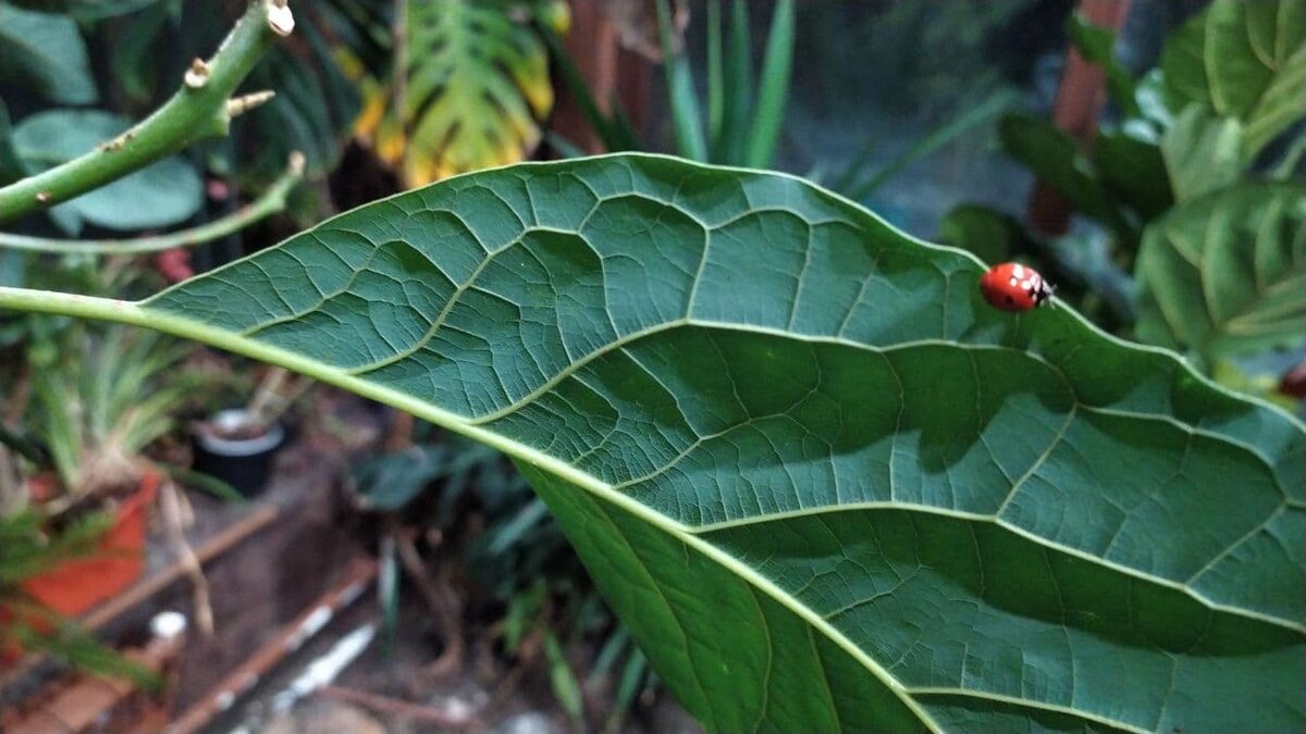 Освоилась.. )