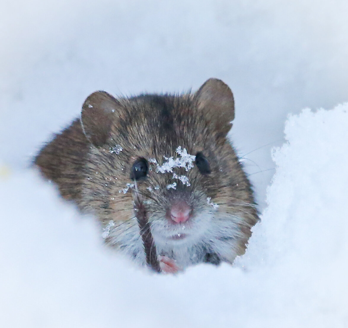 Специалистам Мосприроды удалось сфотографировать мышку в  природно-историческом парке «Покровское-Стрешнево».