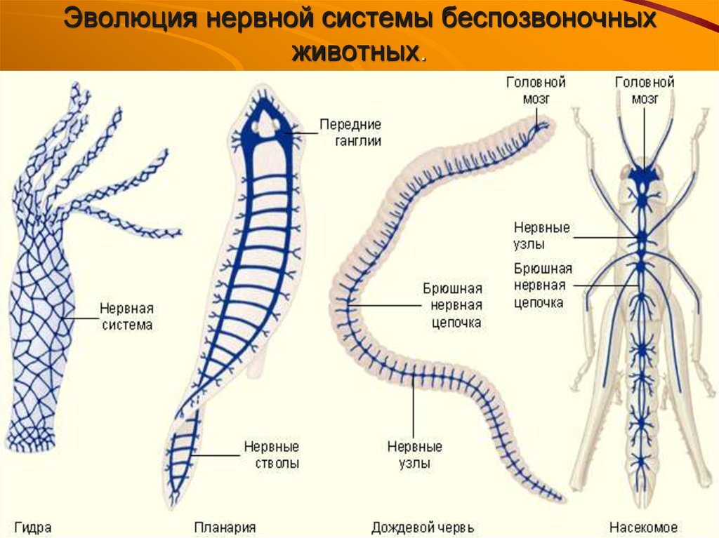 Эволюция нервной системы у беспозвоночных животных