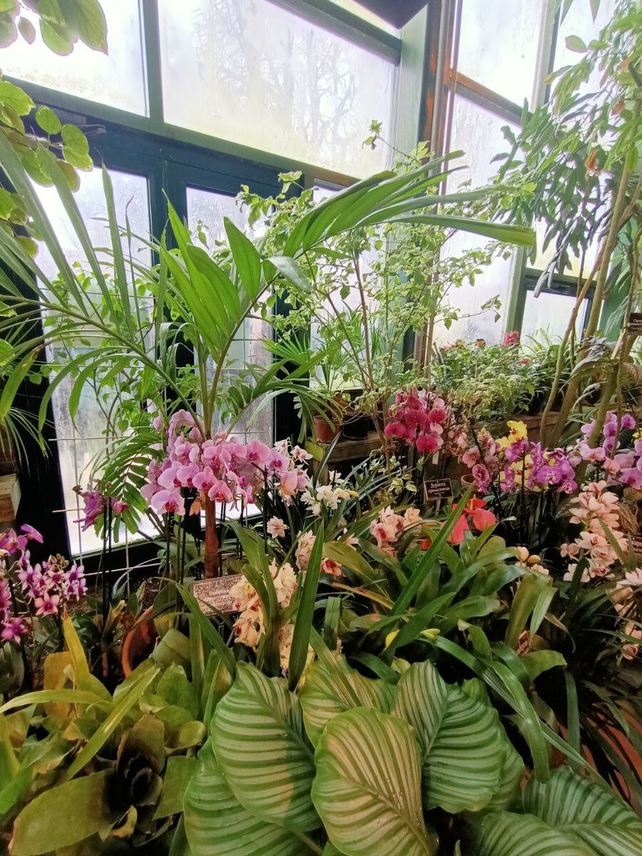 Огромное количество разновидности орхидей