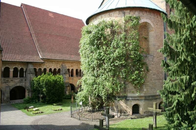 Роза у Хильдесхаймского собора. Фото взято из открытых источников.