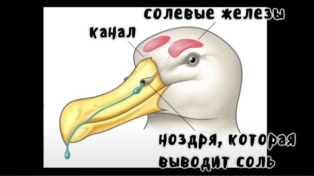 Источник материала: answersingenesis.org