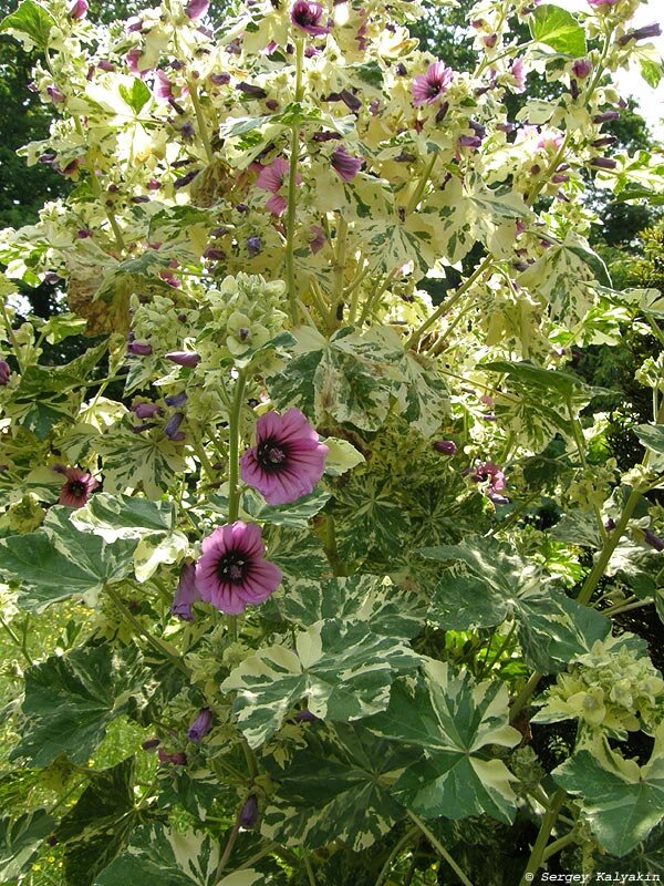 Лаватера древовидная Variegata