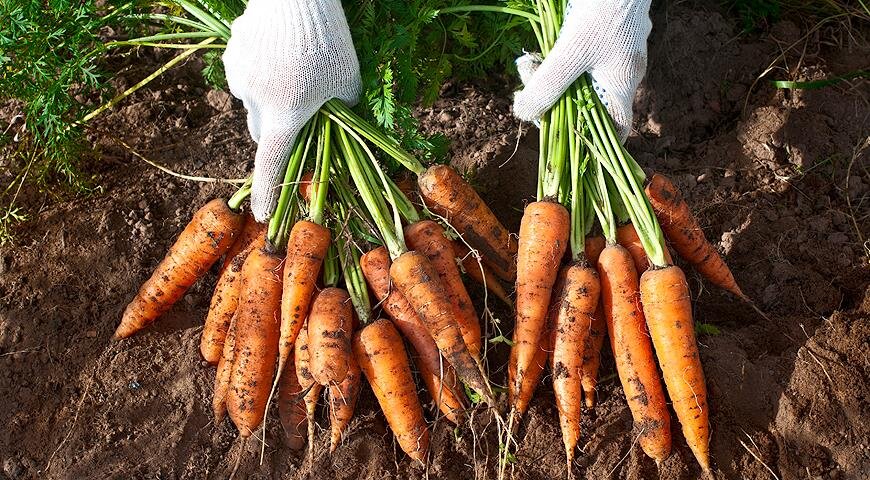 Картофель и морковь, как сажать...