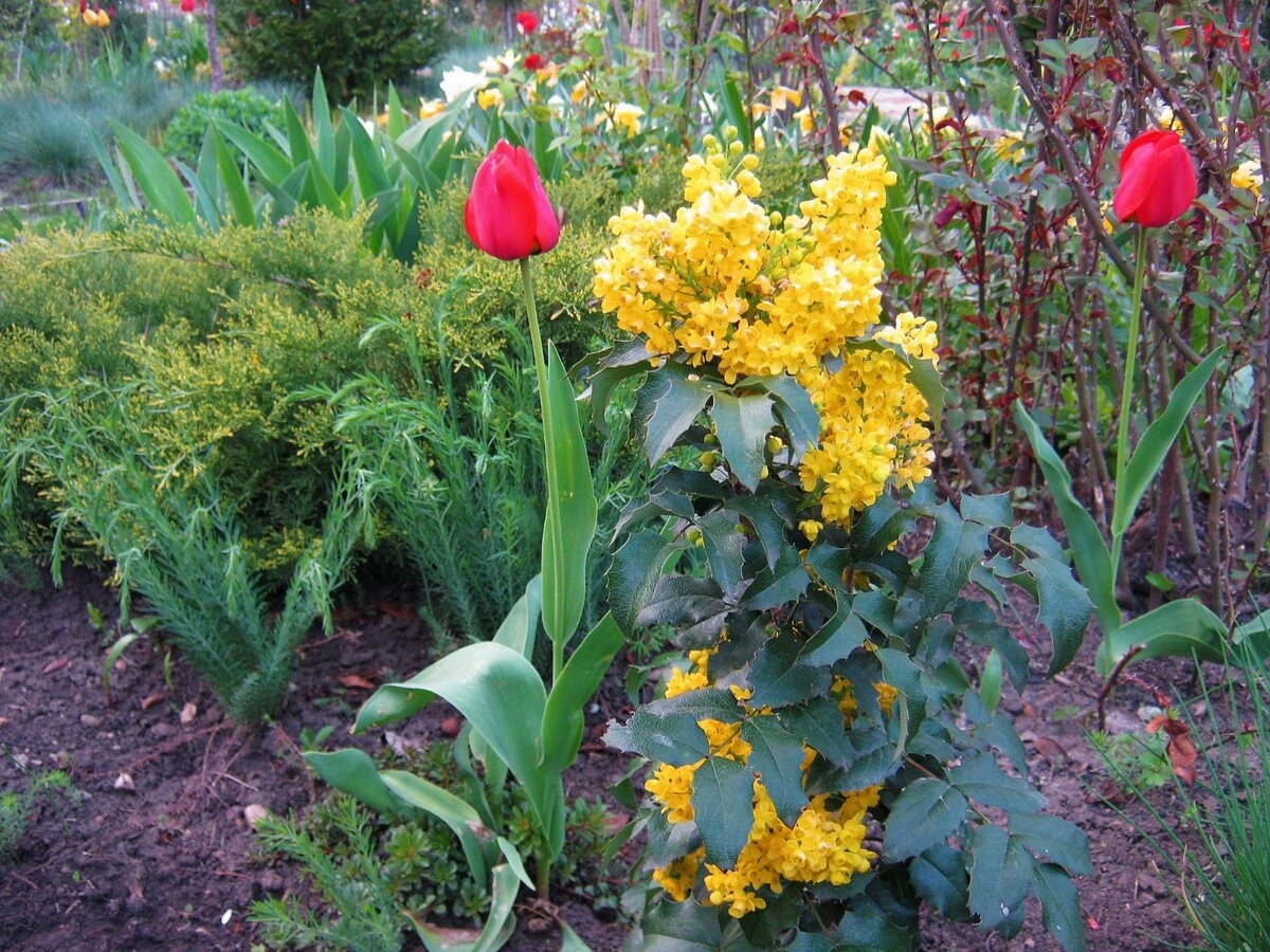 21.04.2019. Магония.   Цветёт в апреле вместе с тюльпанами.