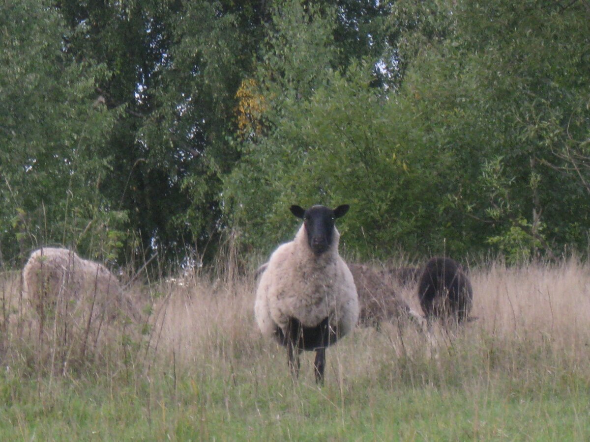 Жуем сочную травку на радость и прибыток своих хозяев