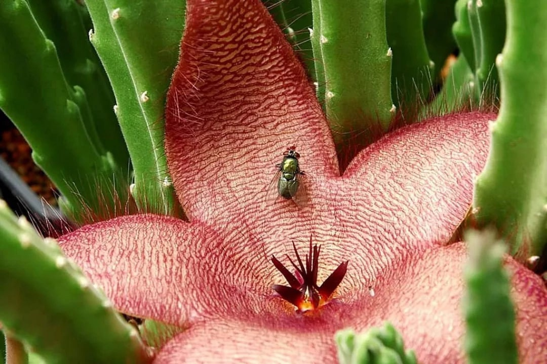 Stapelia glanduliflora