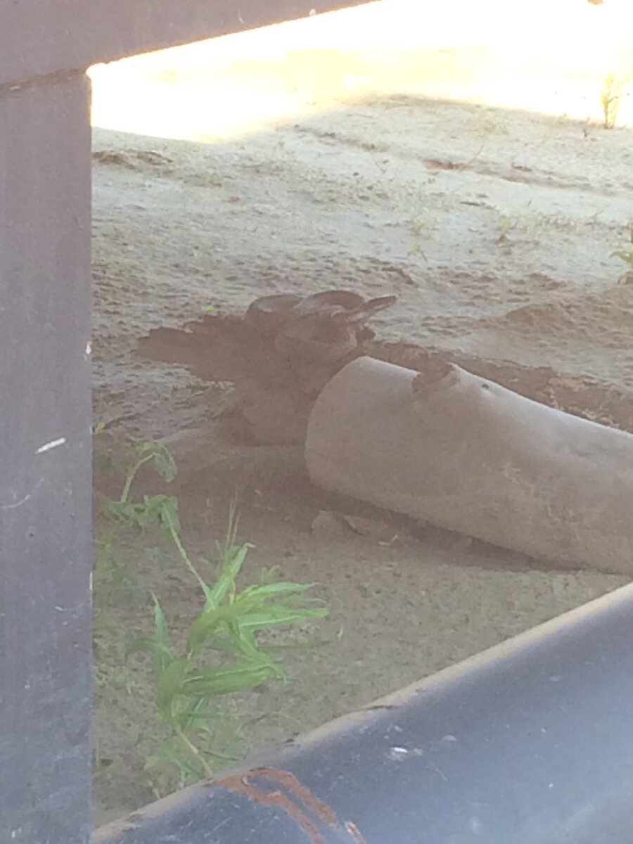 «Чилит» под вагоном, свернувшись клубком