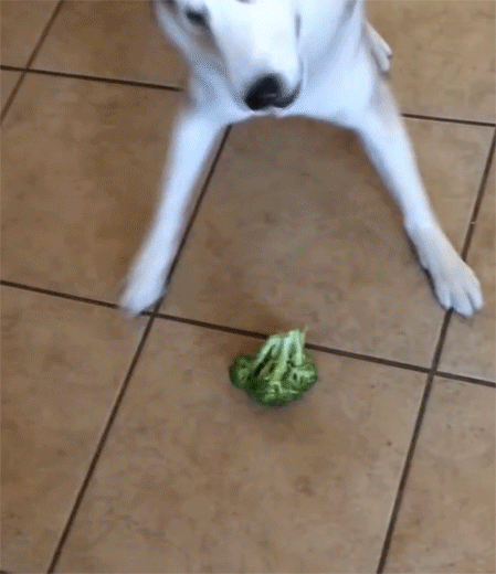 giphy.com
