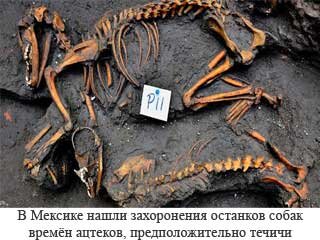 Как и Майя, Тольтеки и другие Мезоамериканские культуры, ацтеки верили, что жертвенные собаки присоединялись к своим владельцам в загробной жизни. Кроме того, они верили, что болезни могут передаваться от людей к собакам, исцеляя человека.