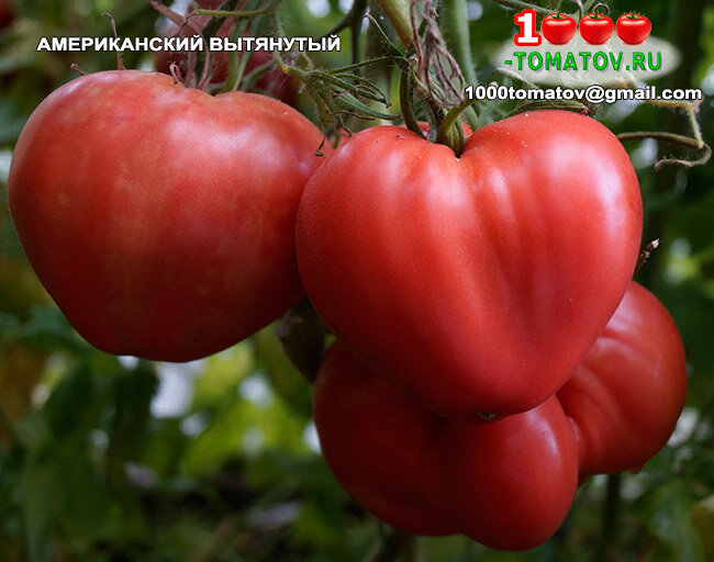 Томат Американский вытянутый фото 1