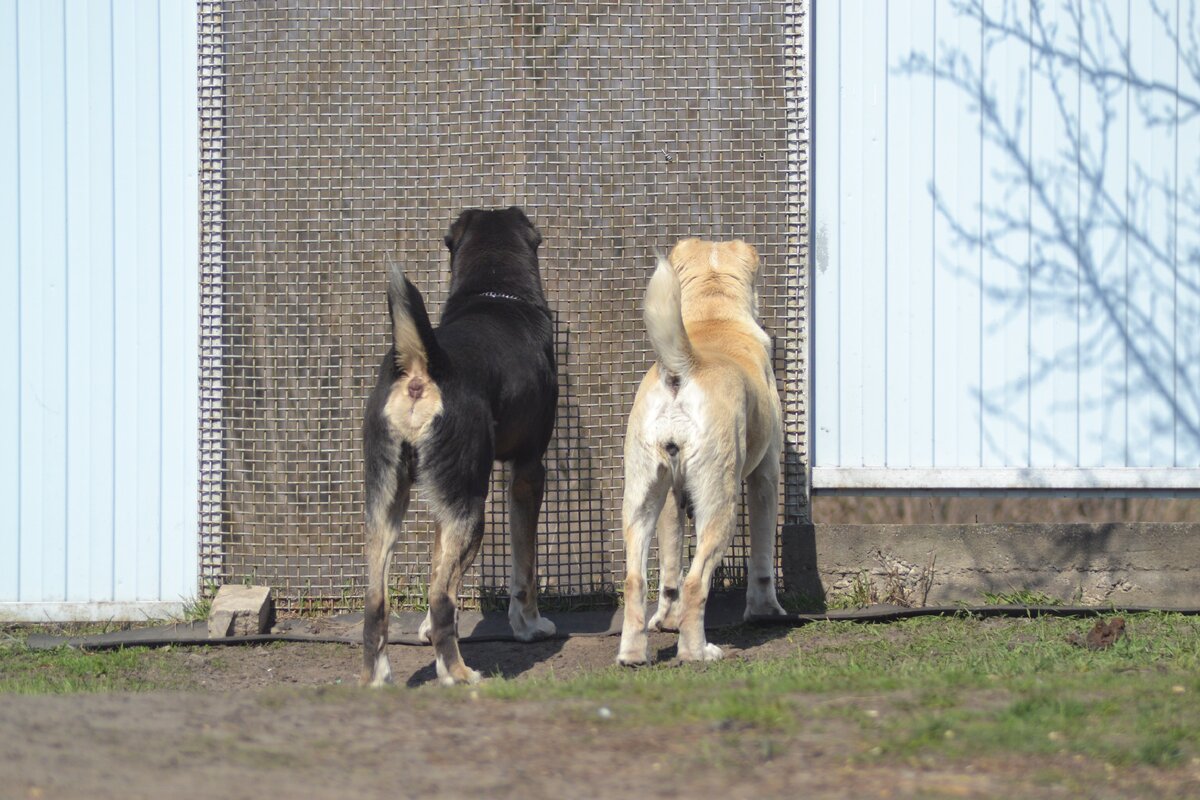 я оборудовала у себя "окно" в заборе из сварной решетки. Собаки могут смотреть на наш огород(фото из личного архива)