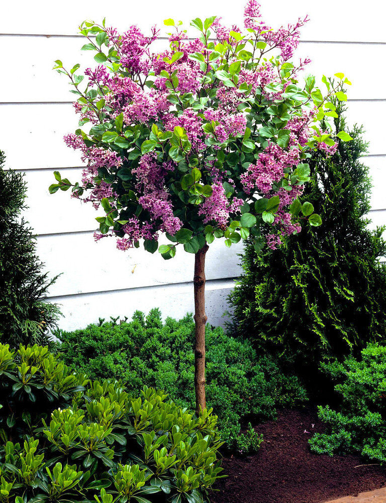 Сирень на штамбе (фото из открытых источников)