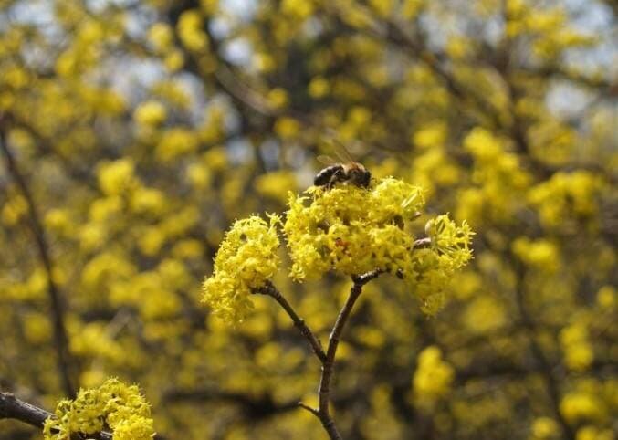 Кизил и пчелка. Фото автора