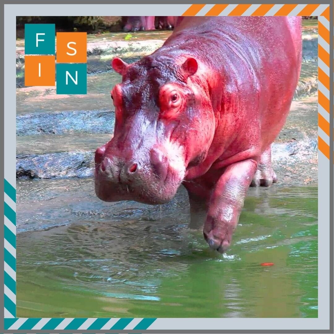 Бегемот красный от пота!