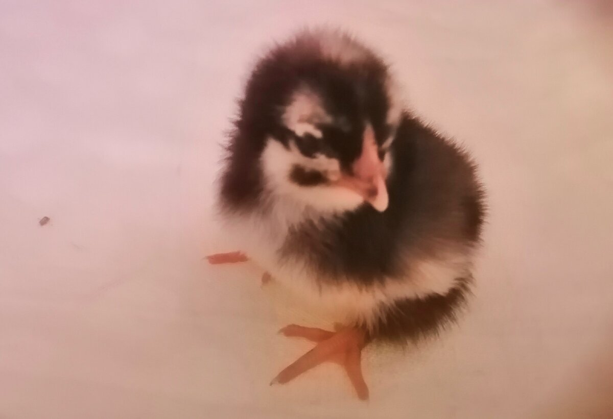 цыпленок, порода Плимутрок