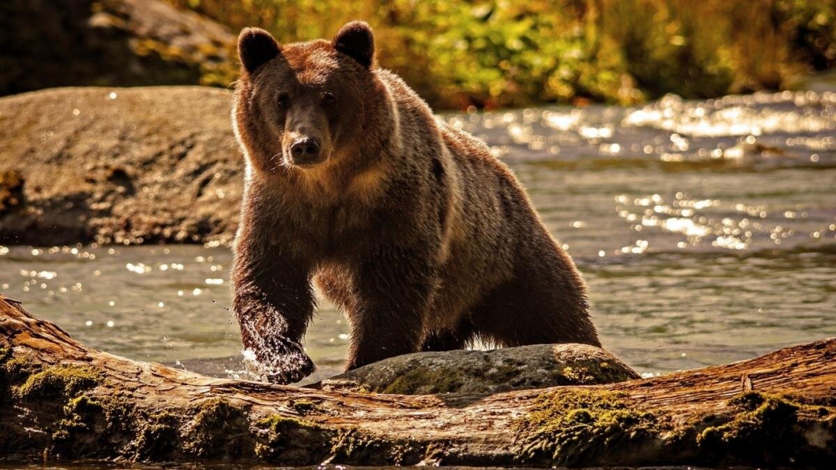 Гризли vs русский бурый медведь: чем они отличаются | Оксана Авдеева | Дзен