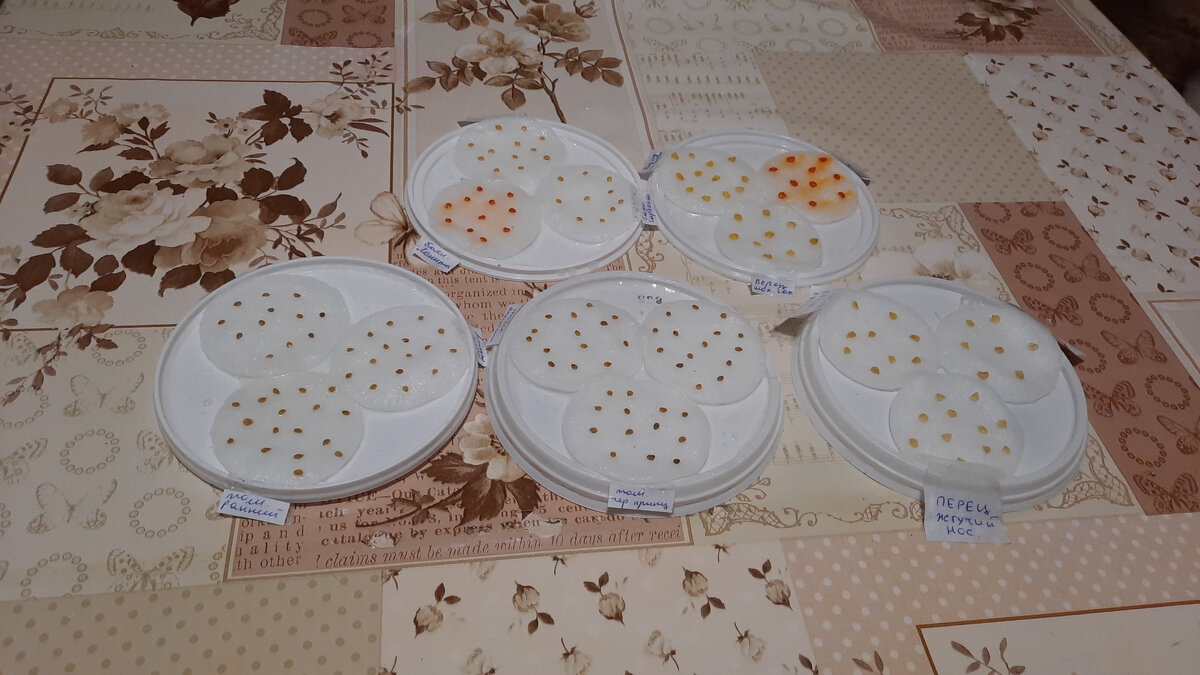 Семена на ватных дисках.