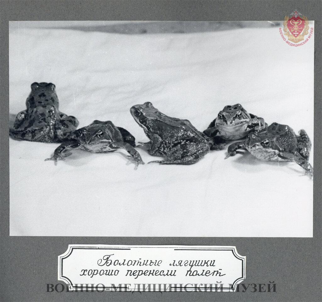 Болотные лягушки – космические испытатели. Из альбома «Животные – первые разведчики космоса», 1962 г., Москва. Фотобумага, картон. Из коллекции Военно-медицинского музея.