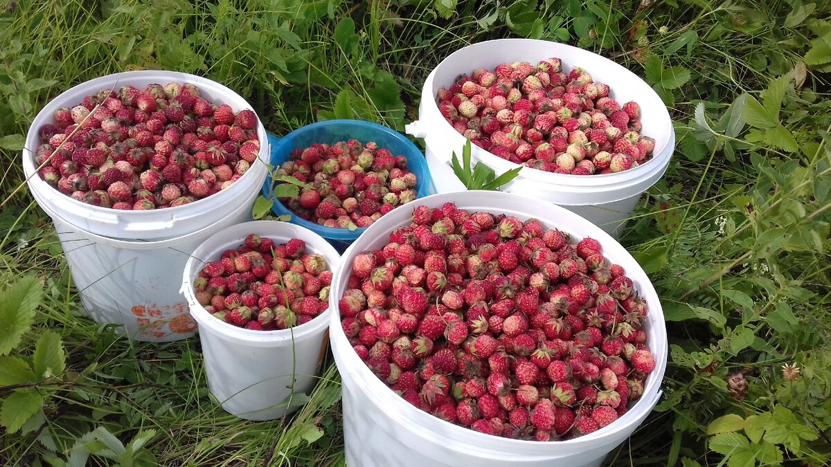 Лето - время ягод.