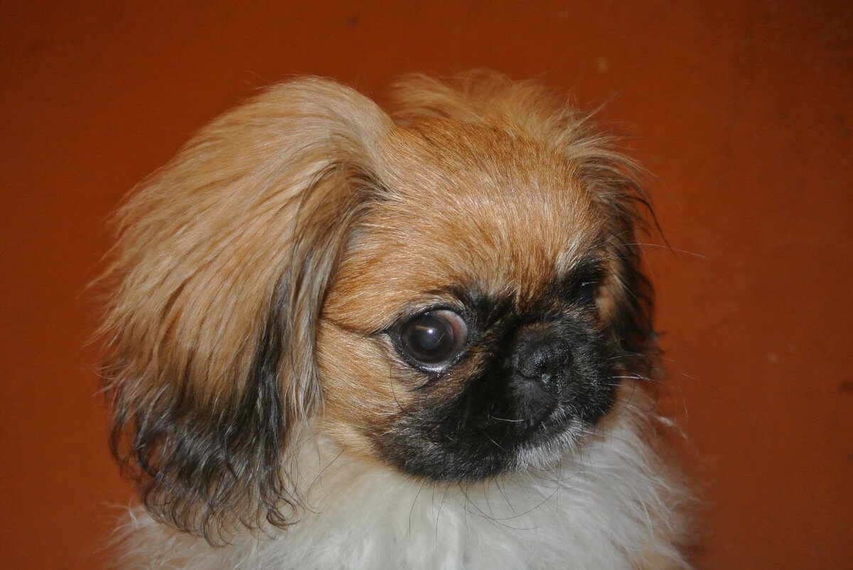 Знакомьтесь - Нюша.