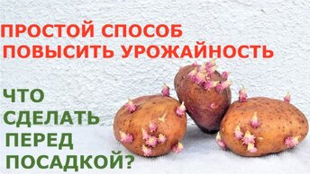 Китайский метод посадки картофеля повысит урожай или нет? Зачем и как резать картошку перед посадкой!