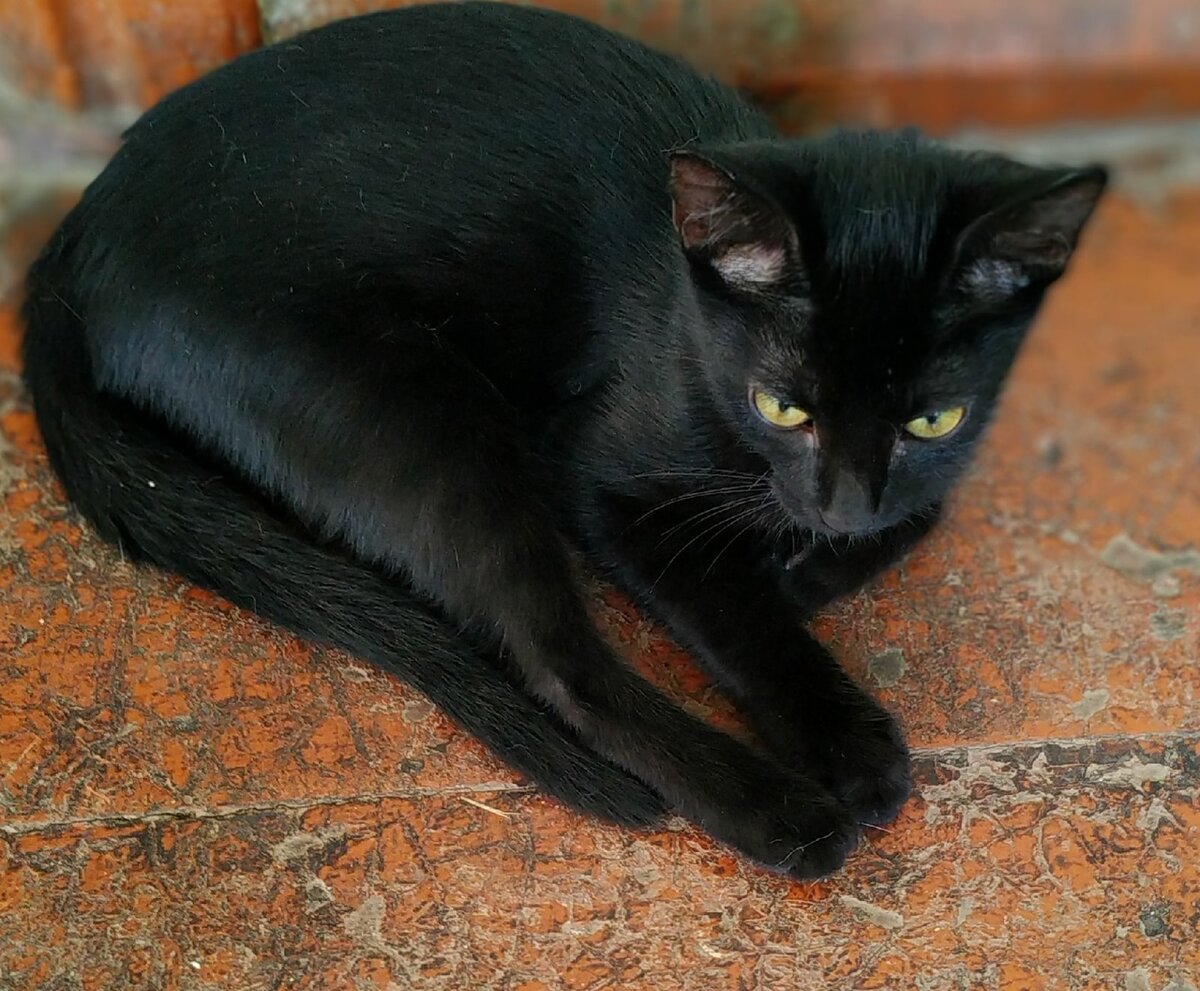  Грациозная девчонка 😻 возраст 3 месяца, лоток знает.