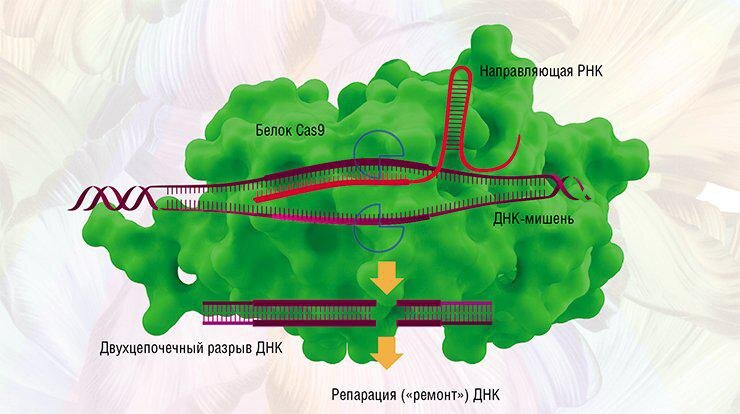 Комплекс CRISPR-Cas9 из «гидовой» РНК и белка Cas9 распознает и присоединяется к участку ДНК, где находится целевой ген, и Cas9 разрезает ее в строго определенном месте. В результате возникает разрыв ДНК, куда может быть встроен нужный трансген. По: (Северинов и др., 2016). Внизу – генно-инженерный комплекс CRISPR-Cas9, перерезающий нить ДНК. Визуализация от Visual Science и Сколтеха