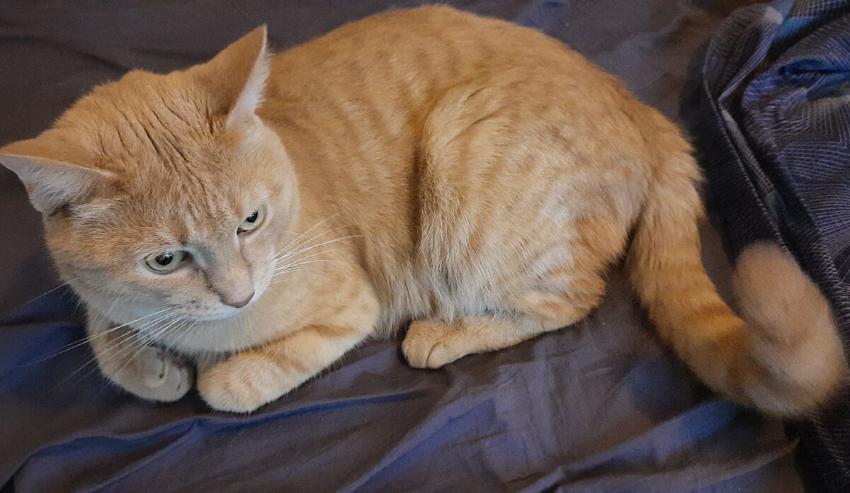 Видно же, Что голодал и недосыпал)