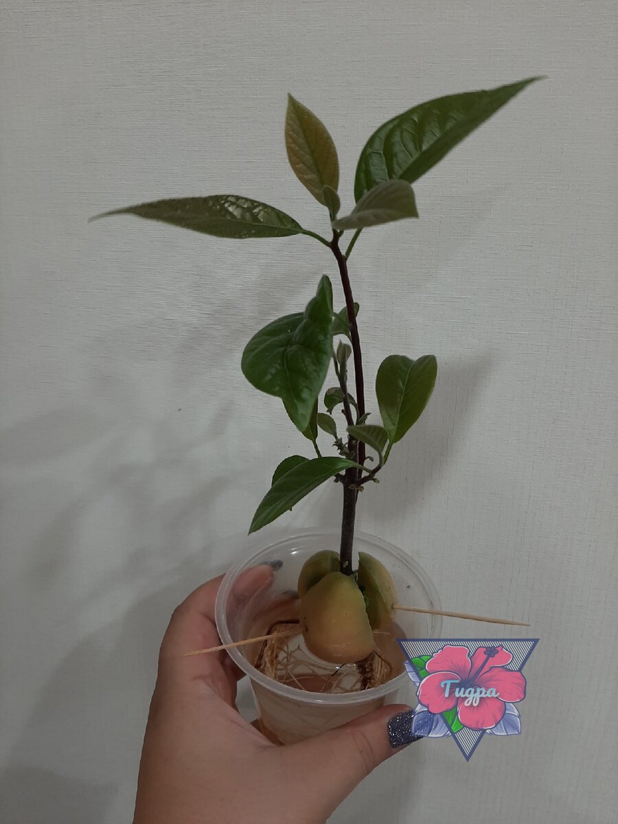 Личное фото