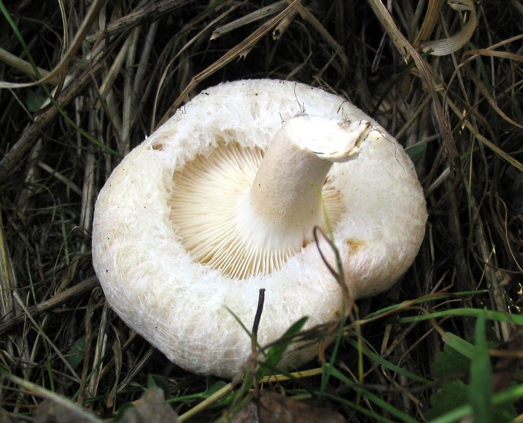 Совсем была молоденькая (фото И.Лебединского)