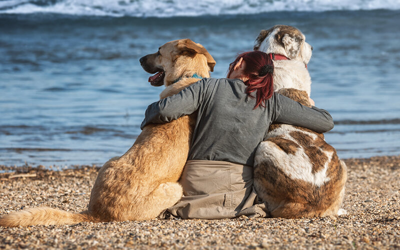 Безусловная любовь, на которую, в отличие от людей, способны все собаки, только часть истории. Фото Seaq68/Pixabay