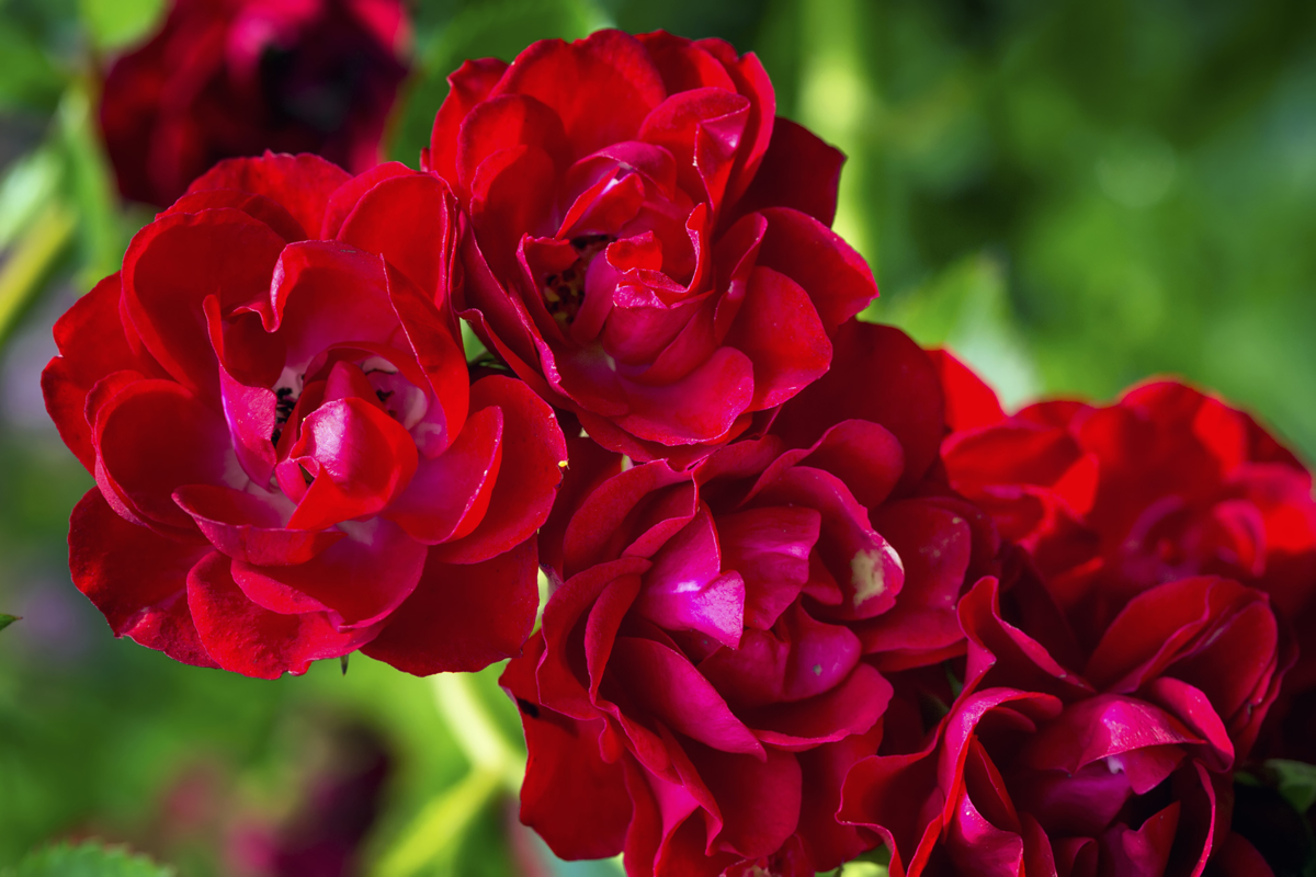 Роза Клаймбер: распространяет сладкий запах с нотками фруктов