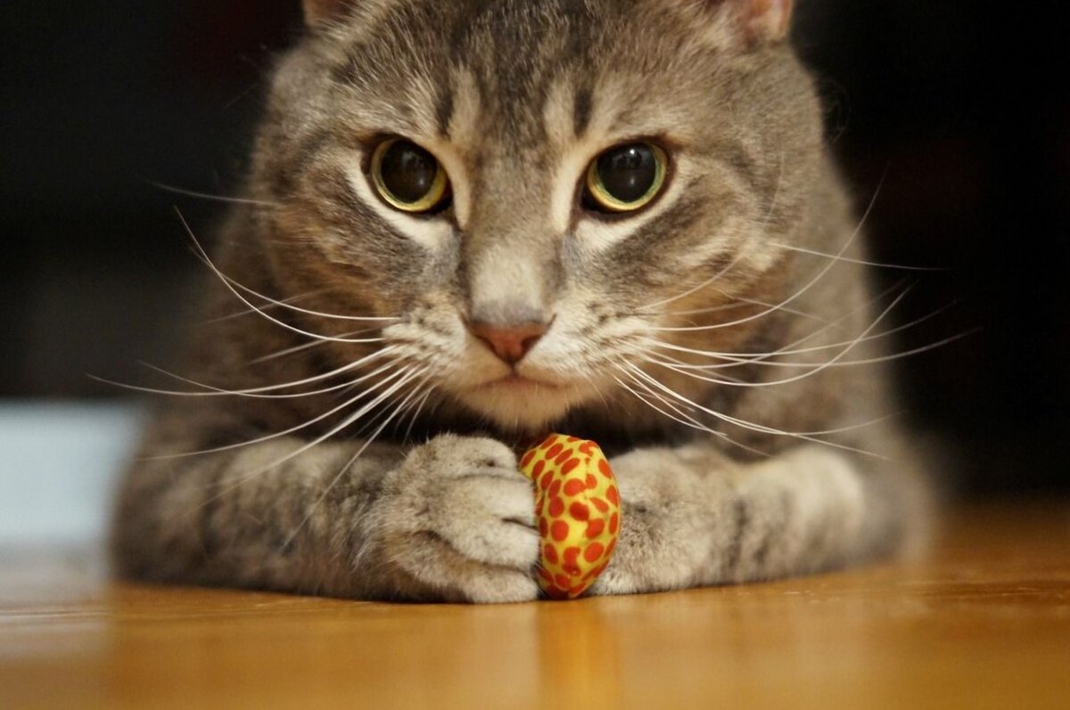 Кот с конфетами