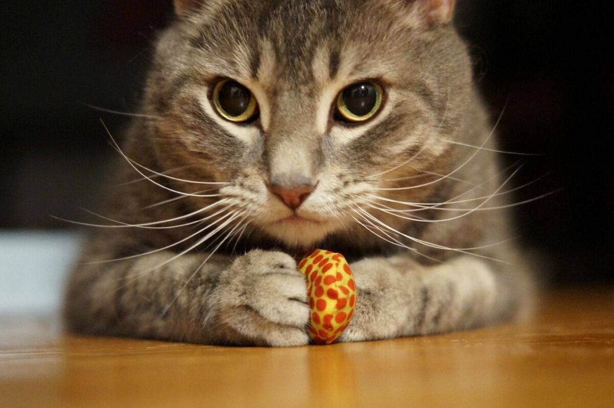 кошка выбрасывает вещи из шкафа