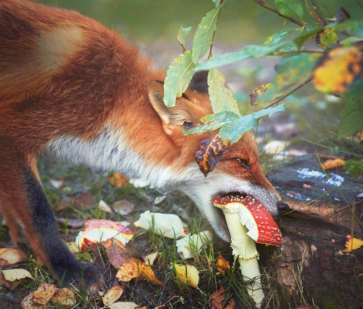Затаивание лисицы в укромном месте перед нападением. Лиса ест мухомор. Животные едят мухоморы. Лиса ест ягоды. «Лиса в лесу».