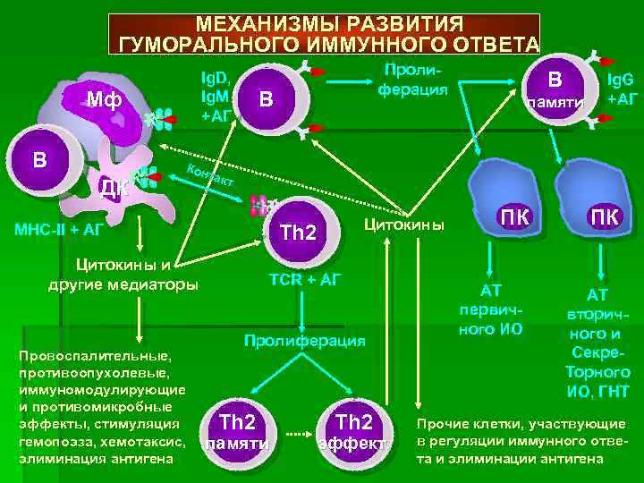 Т тип иммунного ответа. Механизм гуморального иммунного ответа. Механизмы клеточного и гуморального иммунного ответа. Механизм формирования иммунного ответа. Схема гуморального иммунного ответа