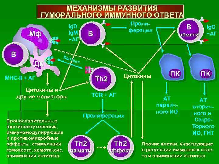 Развитие иммунного ответа