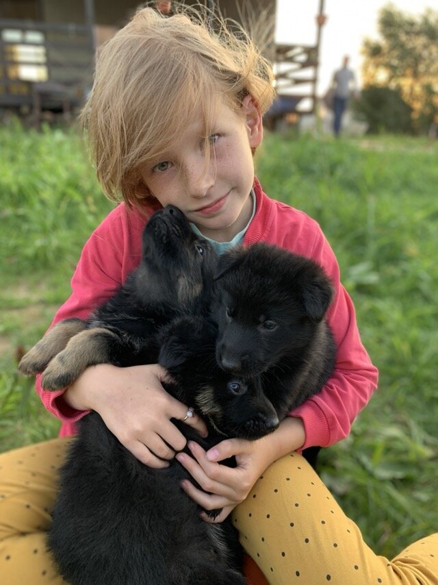 В этом году у нас родились породистые щенки. И как бы не хотелось их быстрей продать, моим первым вопросом будущим покупателям было "какие условия содержания будут у собаки". И если цепь или вольер-отказывалась. Фото: архив автора