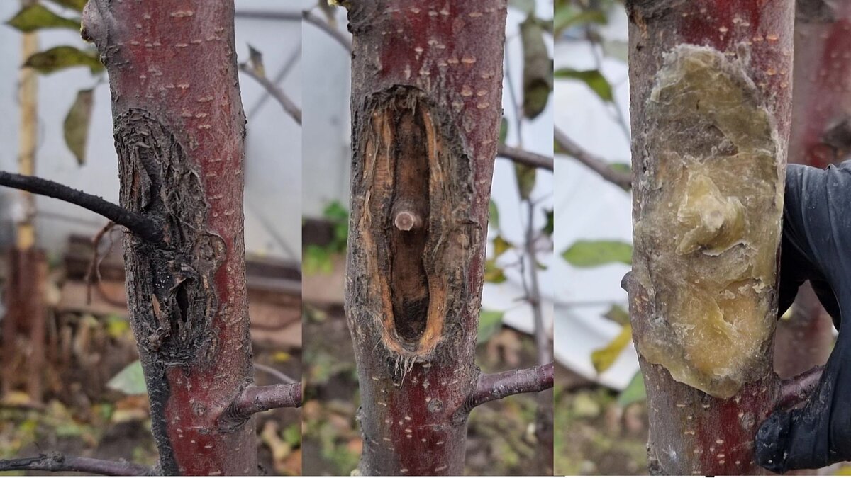 Как помочь деревьям на даче при повреждении коры?