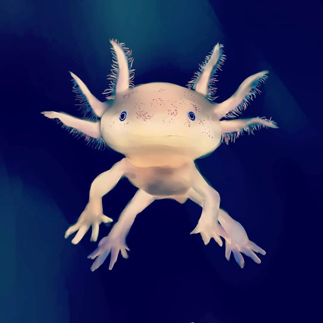 Маленький аксолотль