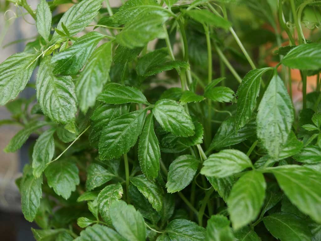 Гиностеемма  пятилистная. Фото из открытых источников.