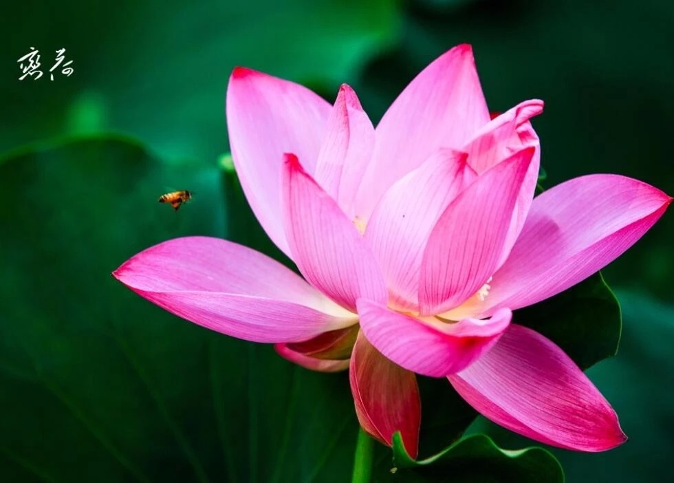 Источник: 微信