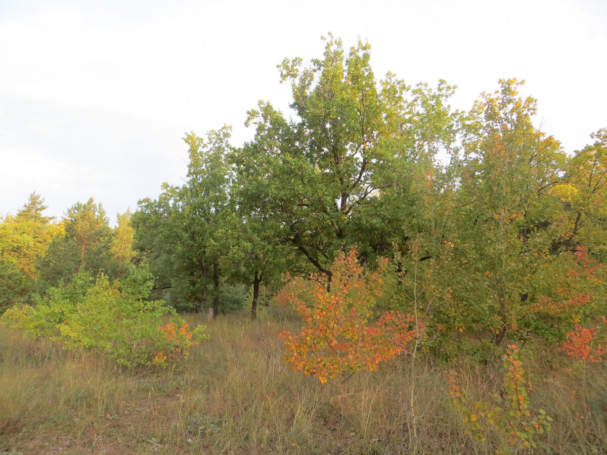 Волховская полянка с дубками