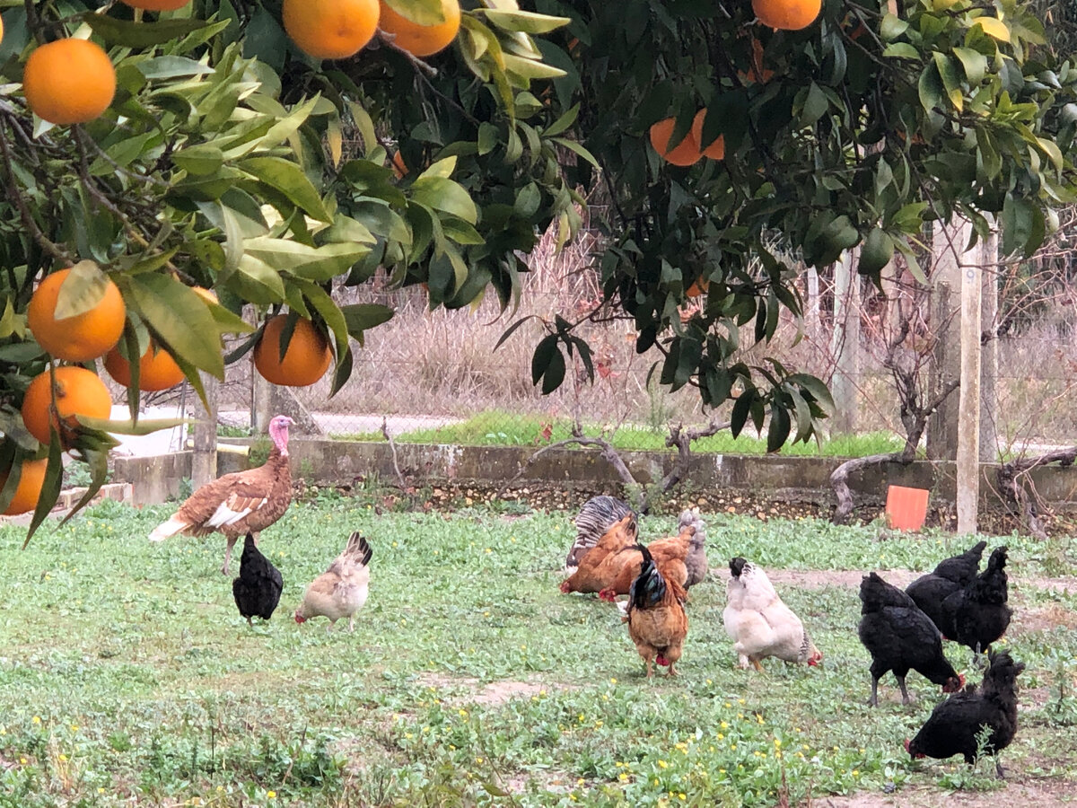 Наше подворье