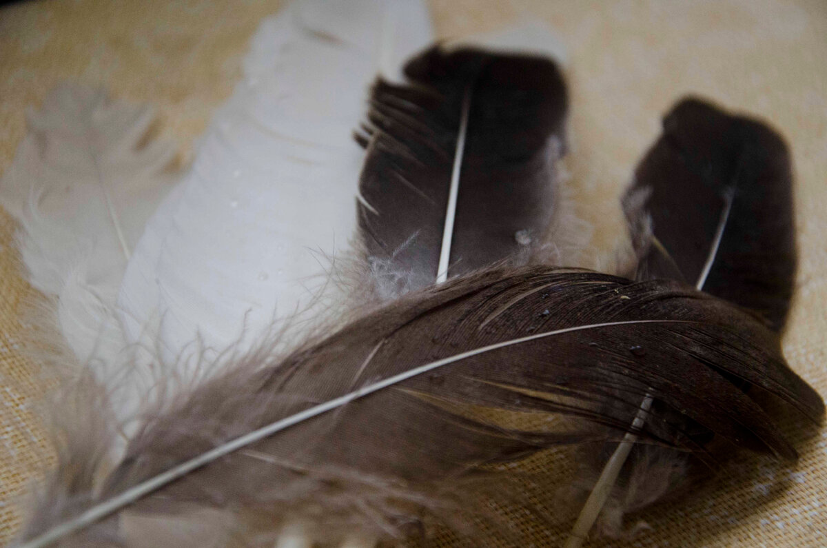 Всё дело - в перьях