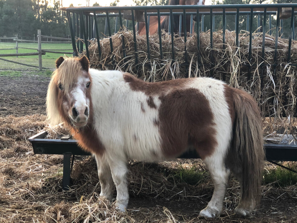 Пятнистый понь-огонь!