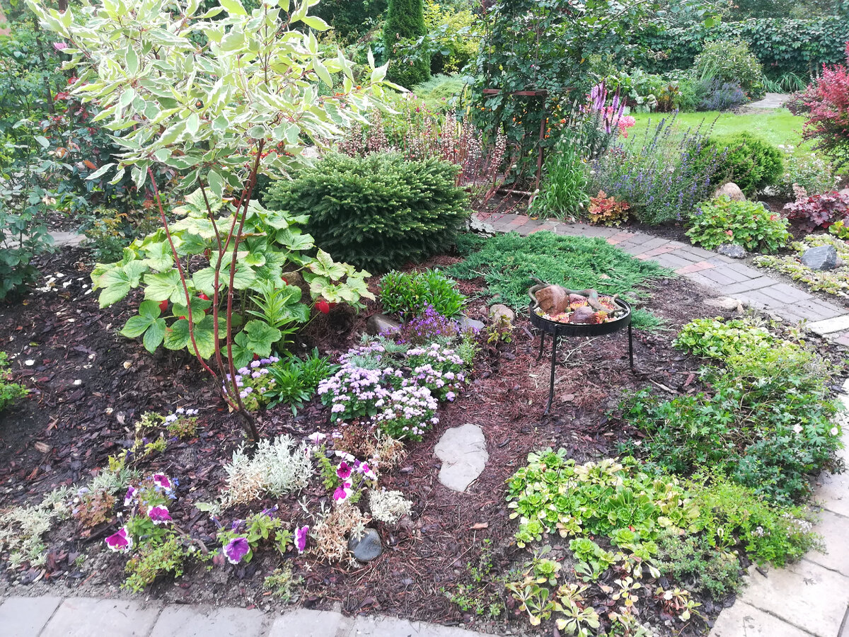 Здесь растут оба новых арабиса.